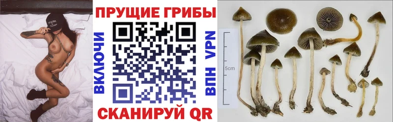 Галлюциногенные грибы MAGIC MUSHROOMS  Артёмовский 